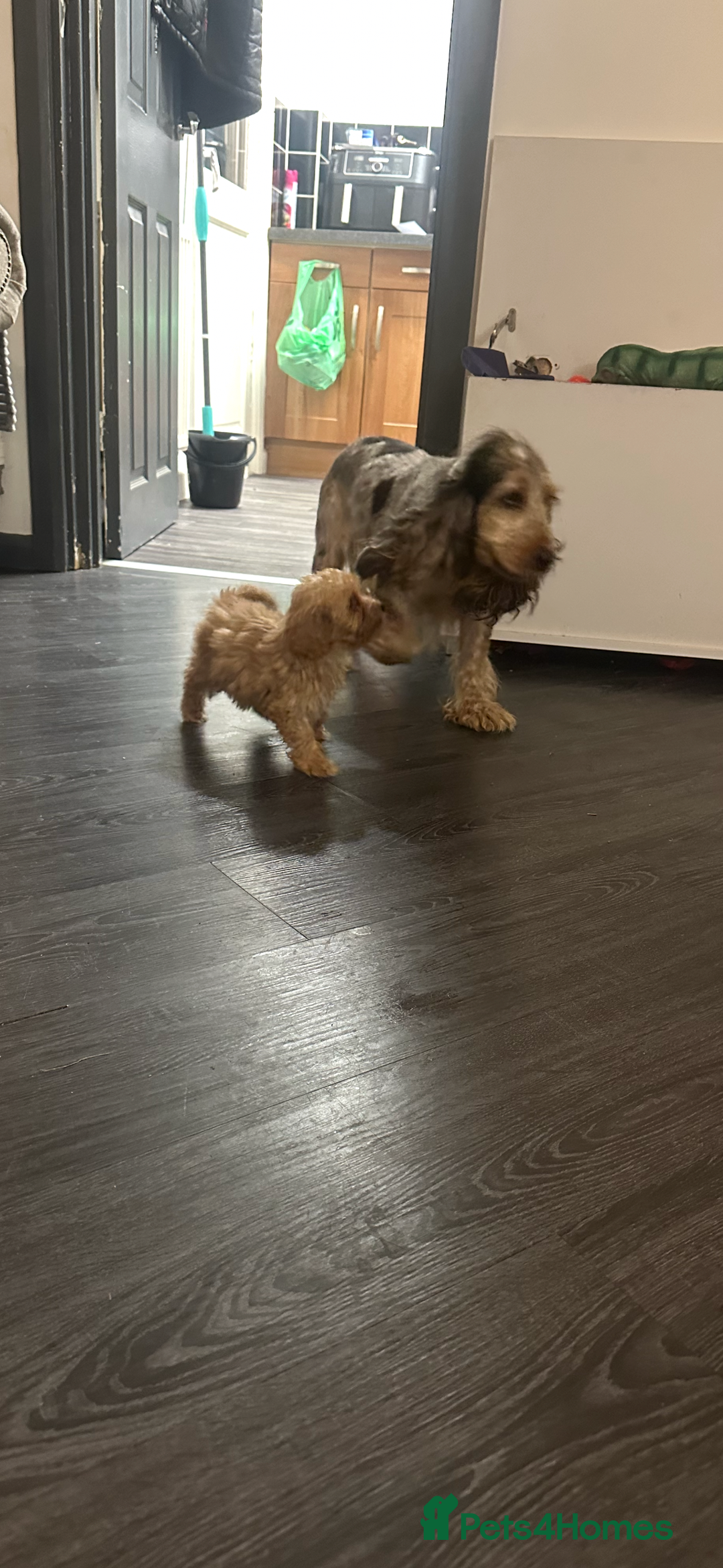 Cockapoo dogs for sale: Adorable Cockpoo looking for his forever home - Image 9