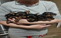 Yorkshire Terrier dogs for sale: 💝💝Beautiful miniature babies 💝💝 - Image 5