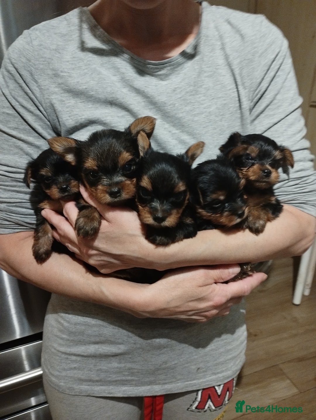 Yorkshire Terrier dogs for sale: 💝💝Beautiful miniature babies 💝💝 - Image 5