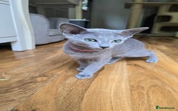Russian Blue cats for sale: Stunning Russian Blue babies  in Huddersfield - Image 14