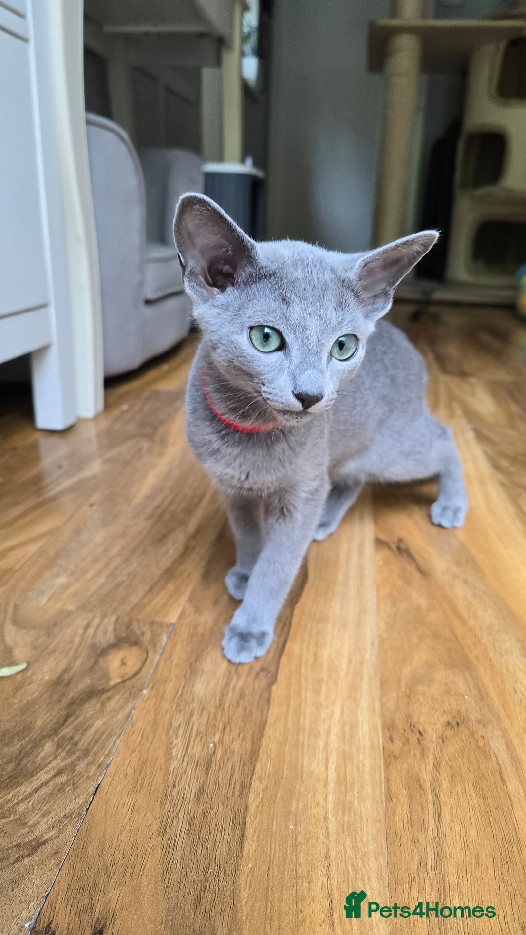 Russian Blue cats for sale: Stunning Russian Blue babies  in Huddersfield - Image 14