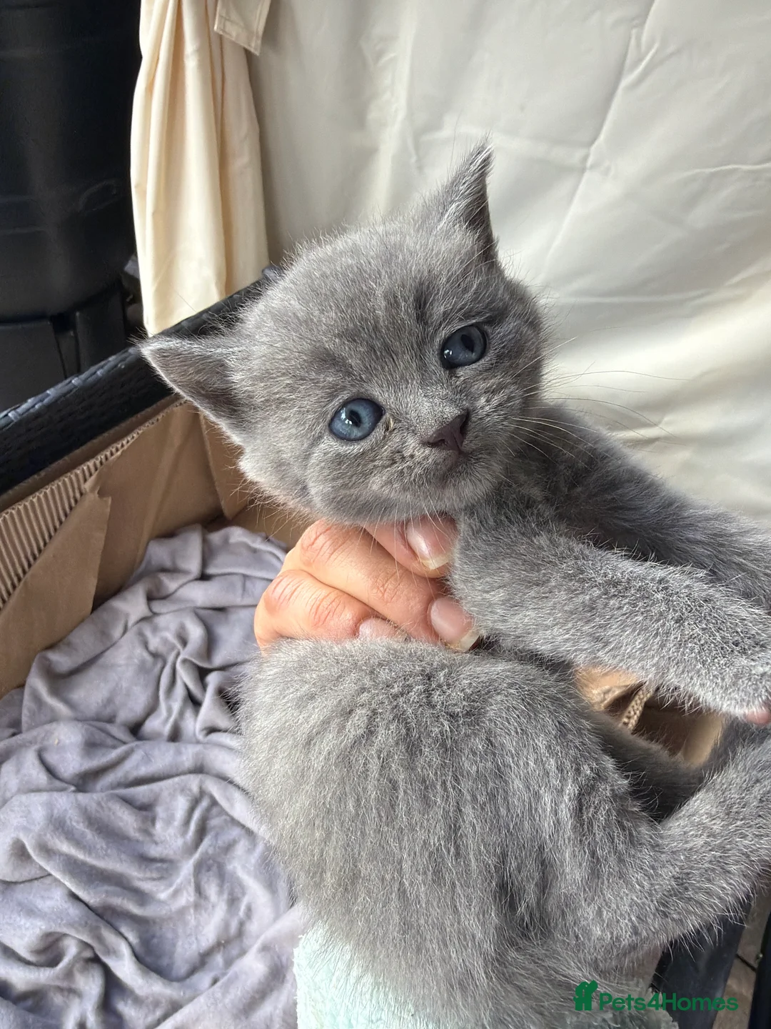 British Longhair cats for sale: 4 British Blue Shorthair Kittens For New Home Soon - Advert 2