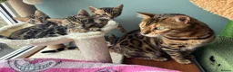 Bengal cats for sale: Stunning pedigree bengal kittens only 2 left  - Advert 10