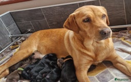 Labrador Retriever dogs for sale: Labrador Retriever Puppies - Image 3