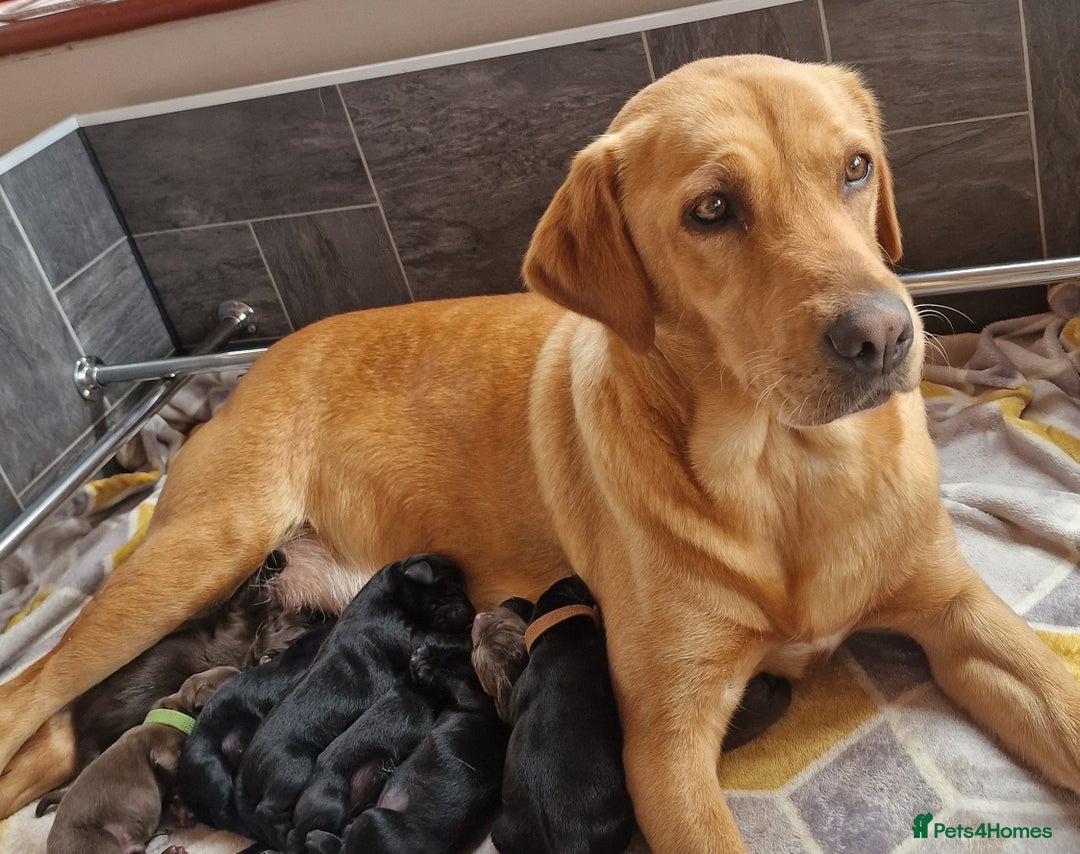 Labrador Retriever dogs for sale: Labrador Retriever Puppies - Image 3