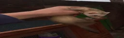 Ferret rodents for sale: Full micro ferrets  - Advert 5