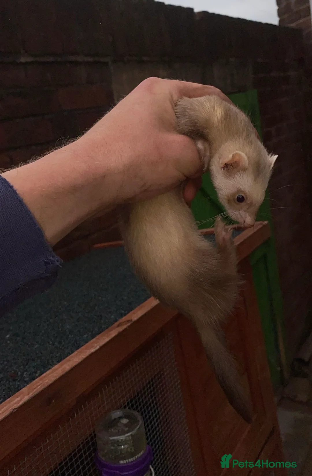 Ferret rodents for sale: Full micro ferrets  - Advert 5