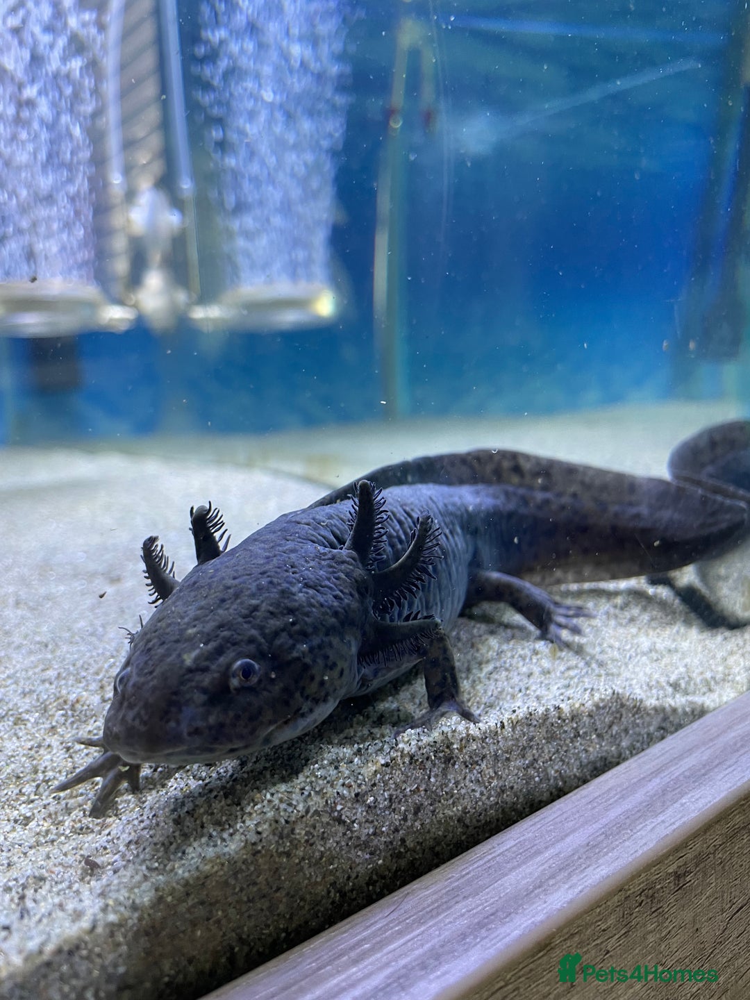 Other/Mixed Breed fish for sale: X2 Axolotls  - Image 4