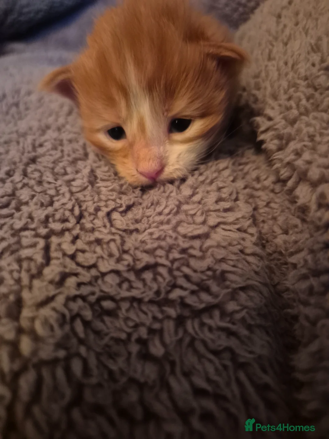 Maine Coon cats for sale: Adorable mainecoon kittens  - Advert 6