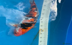 Koi Carp fish for sale: Various koi carp for sale  - Image 23