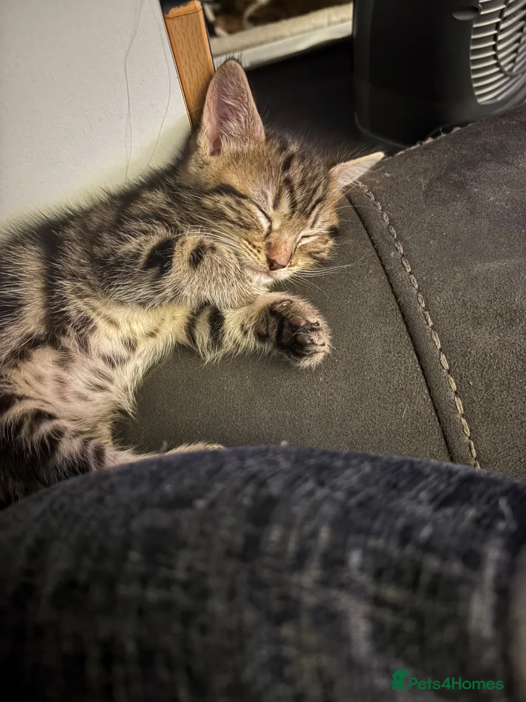 Bengal cats for sale: Gorgeous half bengal kittens and lovely Nature in Blaydon-on-Tyne - Advert 10