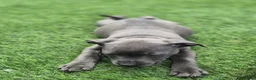 Staffordshire Bull Terrier dogs for sale: Ready to leave!!!!!!! in Rotherham - Advert 12