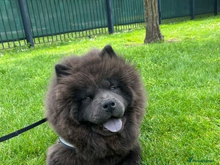 Chow Chow dogs - Advert 35