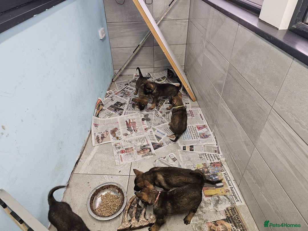 Belgian Shepherd Dog dogs for sale: Belgian malinois cross Czech Shepherd  - Advert 27