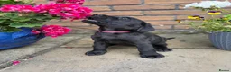 Labrador Retriever dogs for sale: 5 gorgeous Labrador puppies  in Cardiff - Advert 15