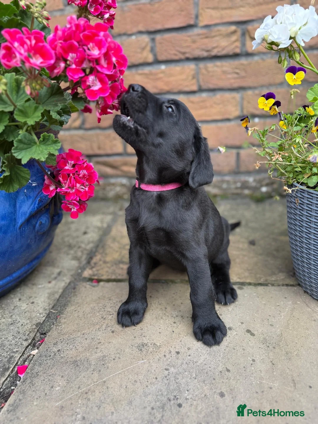 Labrador Retriever dogs for sale: 5 gorgeous Labrador puppies  in Cardiff - Advert 15