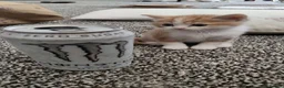Mixed Breed cats for sale: British Shorthair x Longhair kittens - Advert 33