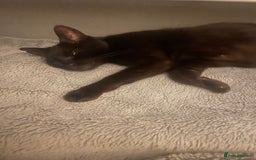 Mixed Breed cats for sale: 3 kittens - Image 5