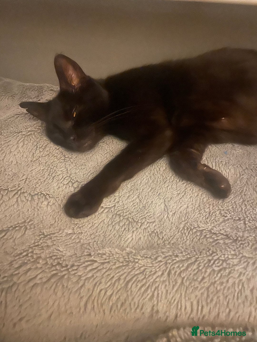 Mixed Breed cats for sale: 3 kittens - Image 5