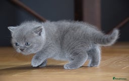 British Shorthair cats for sale: Chunky British Blue Shorthair Kittens, 2 Boys - Image 8