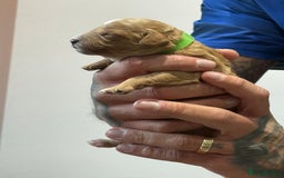 Cavapoo dogs for sale: 8 x cavapoo F1B puppies  - Advert 4