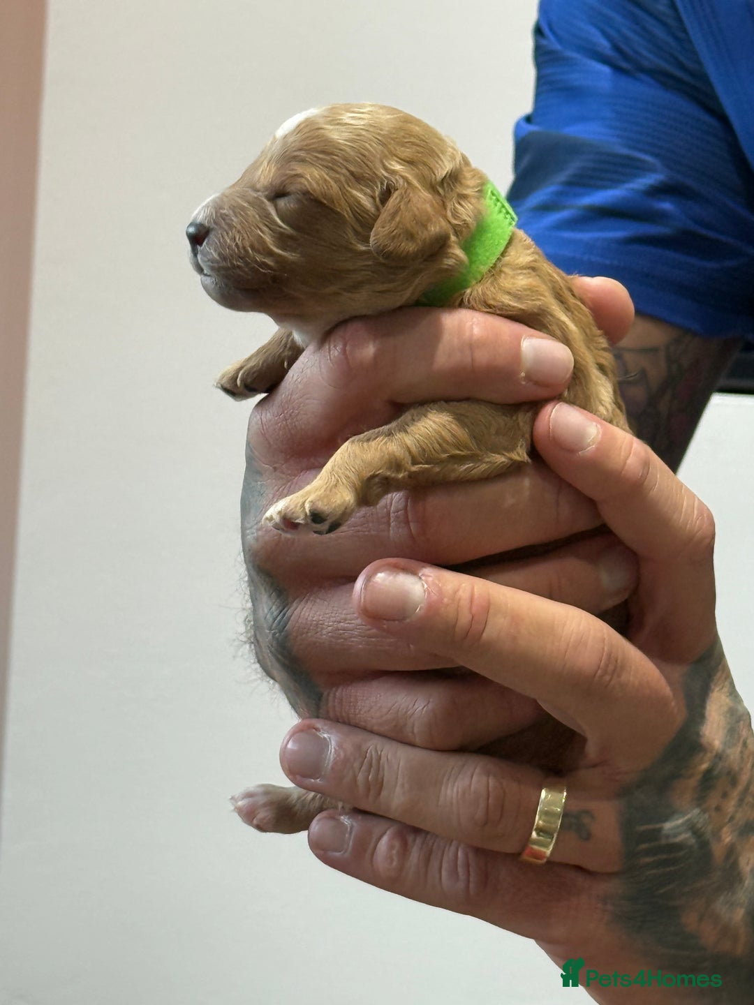 Cavapoo dogs for sale: 8 x cavapoo F1B puppies  - Advert 4