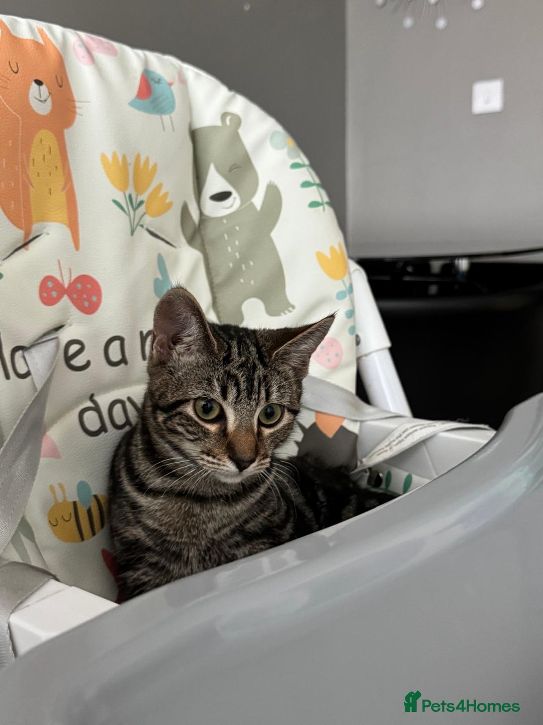 European cats for sale: Koko, female  - Image 3