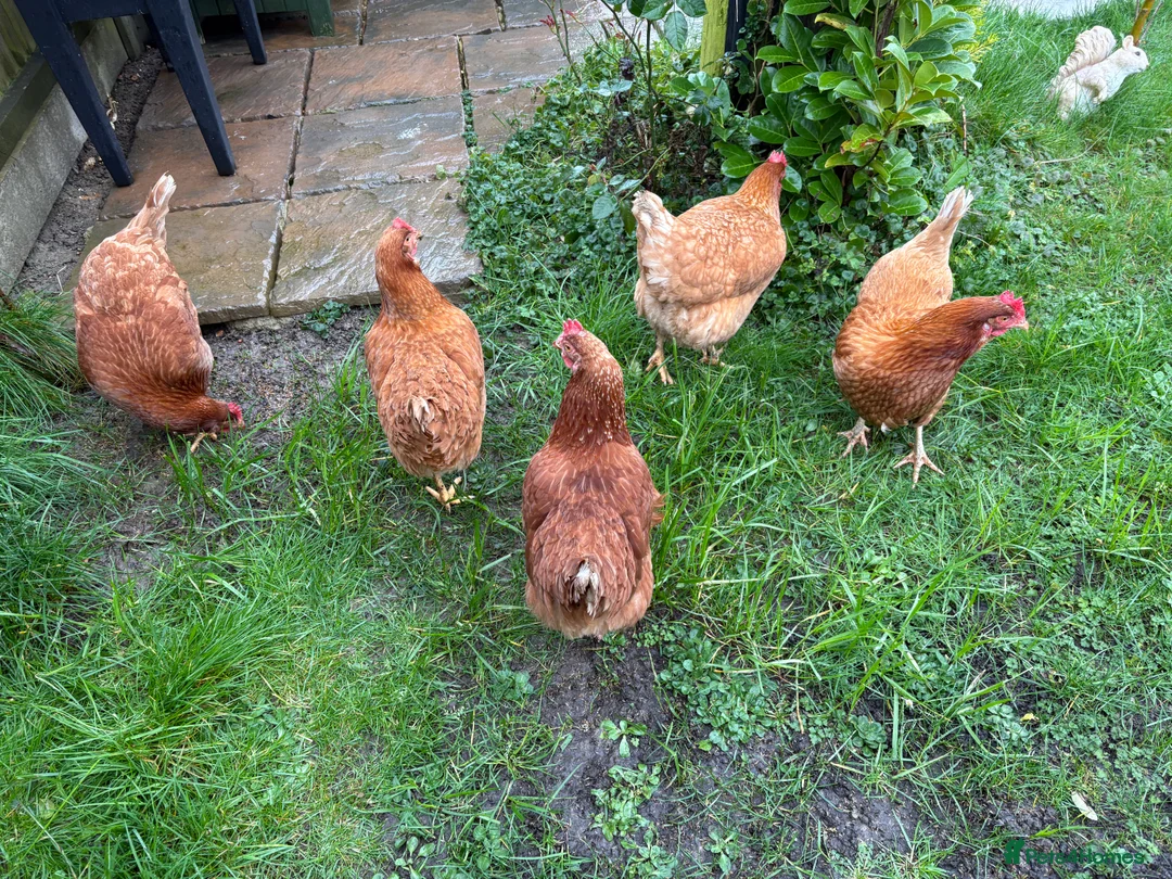 Chickens poultry for sale: 5 very large hybird hens  in Thetford - Advert 4