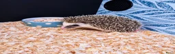 Pygmy Hedgehog rodents for sale: Baby African Pygmy Hedgehogs -FEMALE - Advert 2