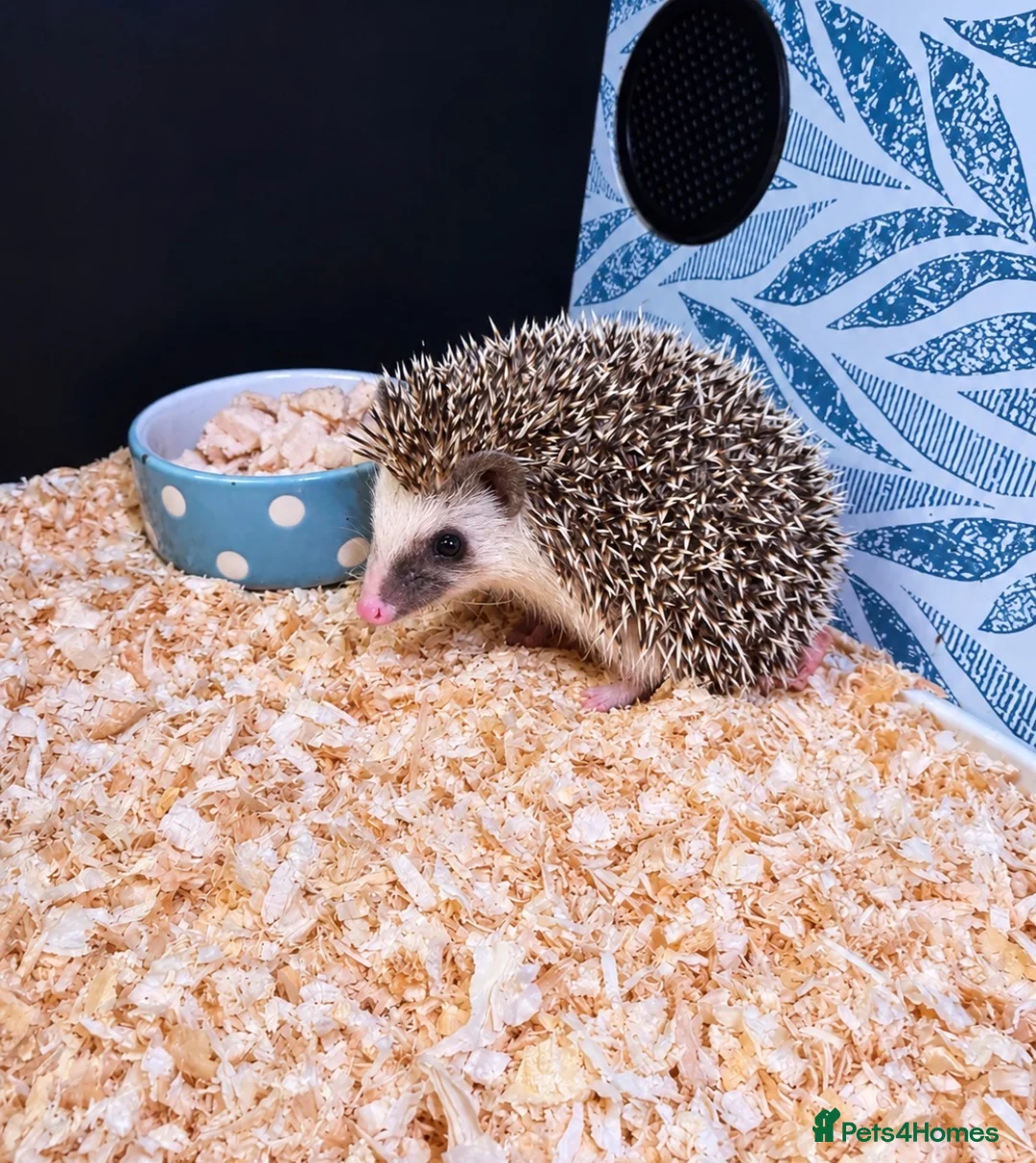 Pygmy Hedgehog rodents for sale: Baby African Pygmy Hedgehogs -FEMALE - Advert 2