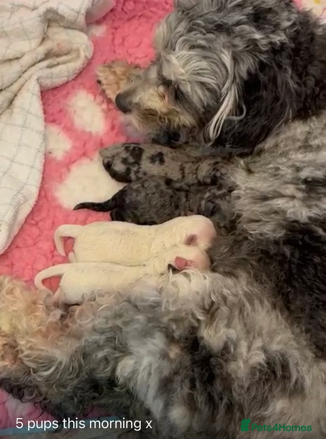 Toy Poodle dogs for stud: Stunning playful Parti Toy Poodle at Stud in Cannock - Advert 12