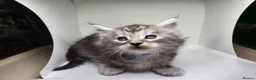 Maine Coon cats for sale: Maine Coon Kittens For Sale (Ready Soon) - Advert 6