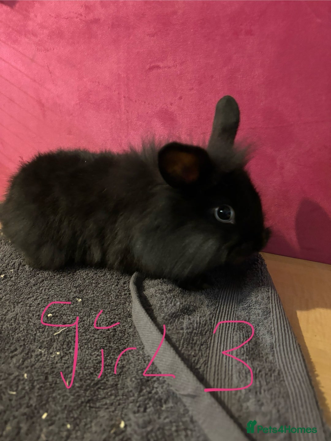 Lionhead rabbits for sale: Beautiful lionhead bunnies  - Advert 17