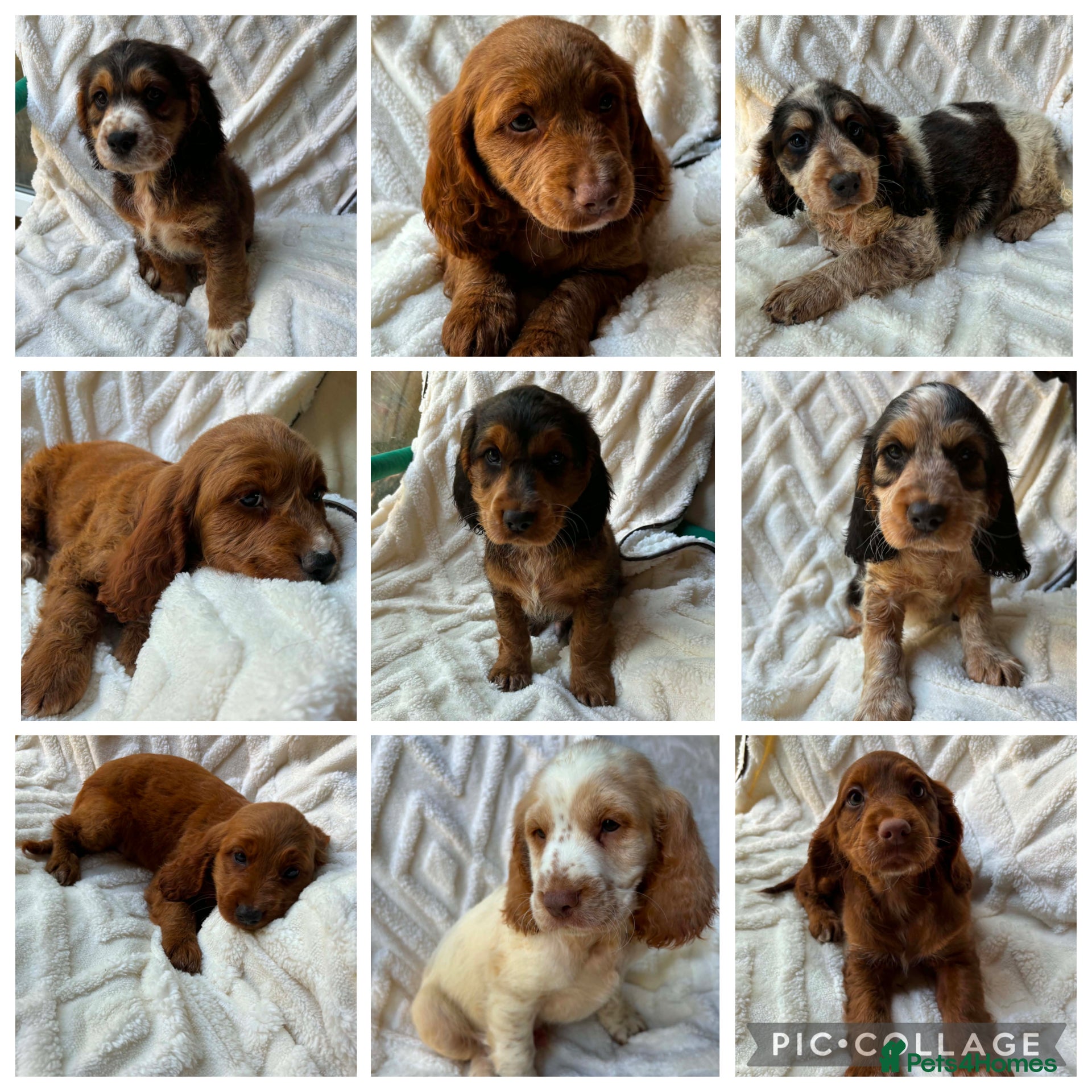 Cocker Spaniel dogs 9 Gorgeous Cocker Spaniel Puppies For Sale! - Advert 16