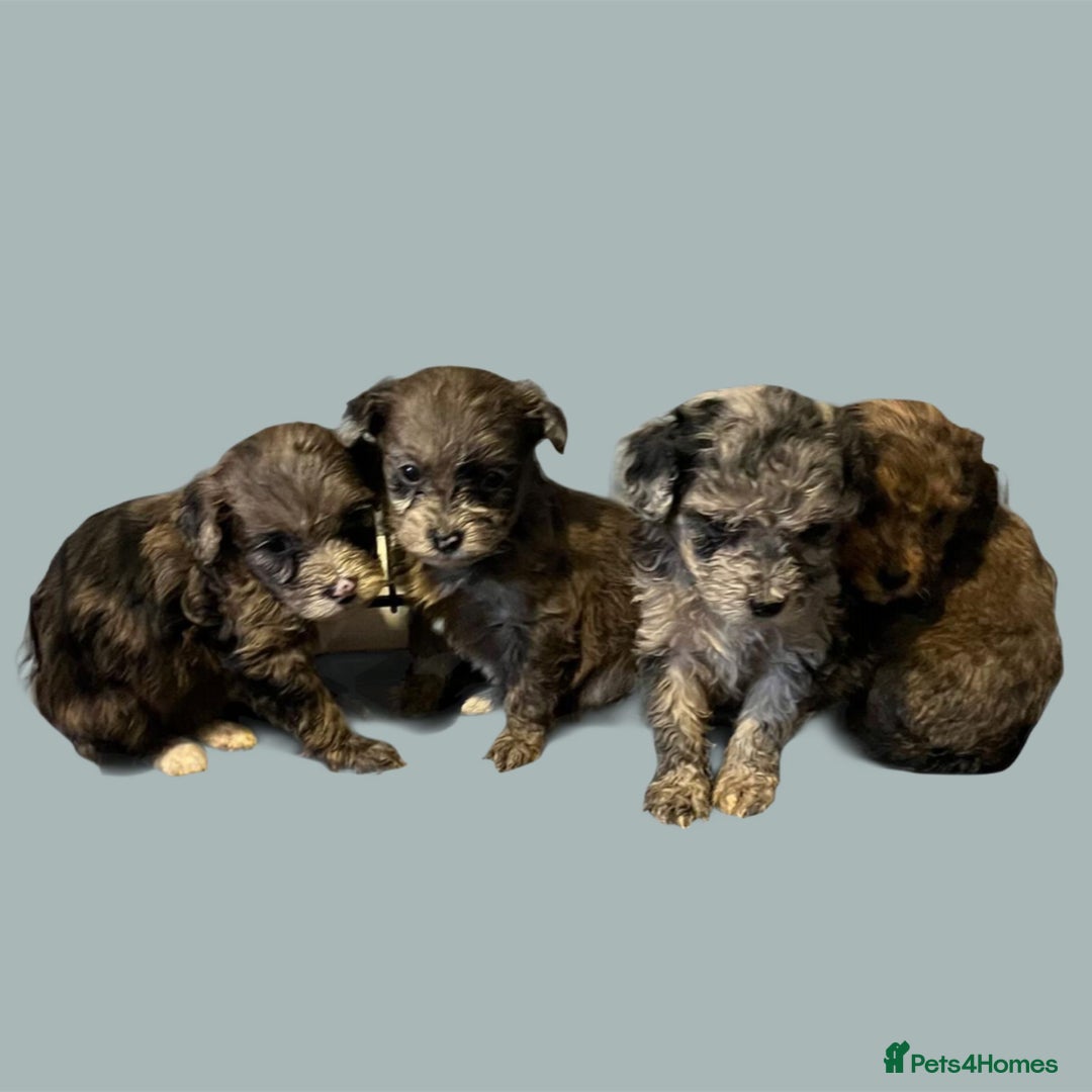Cockapoo dogs for sale: Stunning F1b Cockapoo puppy’s  - Image 14