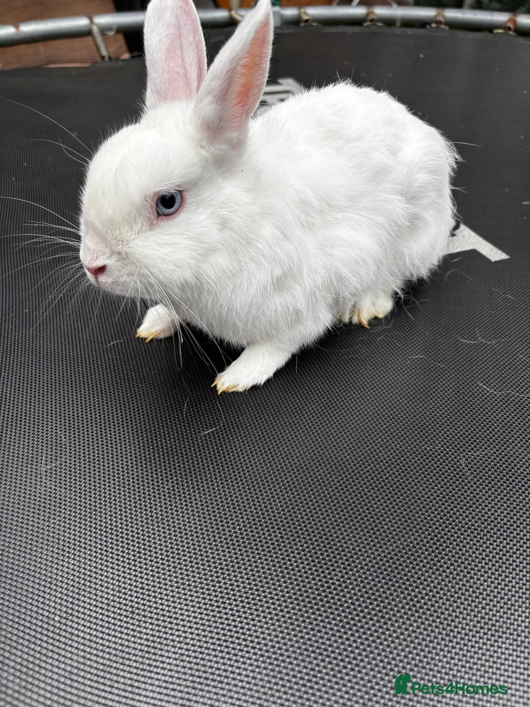 Netherland Dwarf rabbits for sale: Female and male rabbits - Image 16
