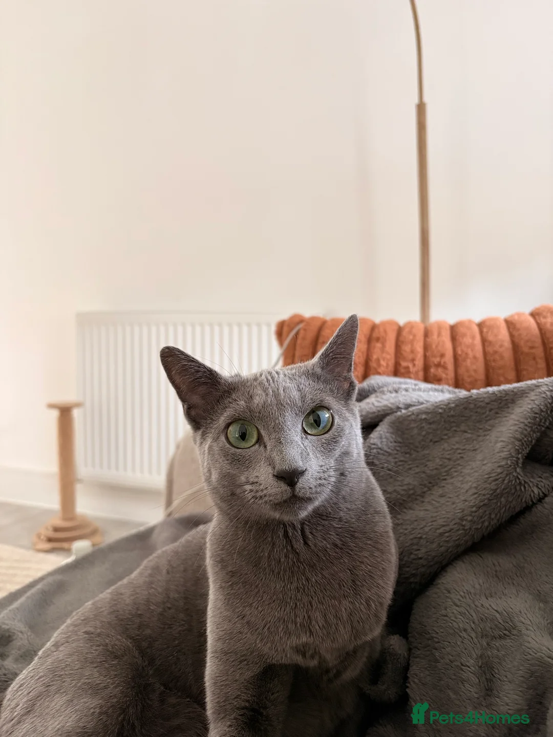 Russian Blue cats for sale: Cuddly Russian Blue in Milton Keynes - Advert 9