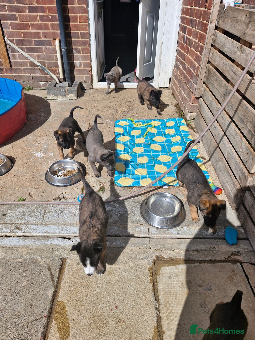 Mixed Breed dogs for sale: Belgian malinois x German shepherd puppies - Image 9