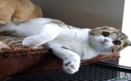 Scottish Fold cats for sale: TICA Registered Scottish Fold Two Spayed Kittens  - Image 11