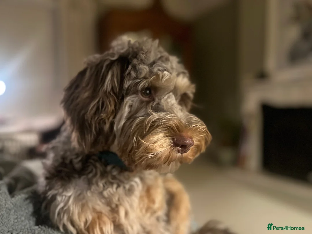 Cockapoo dogs for sale: Adorable F2B Cockapoo puppies - Advert 1