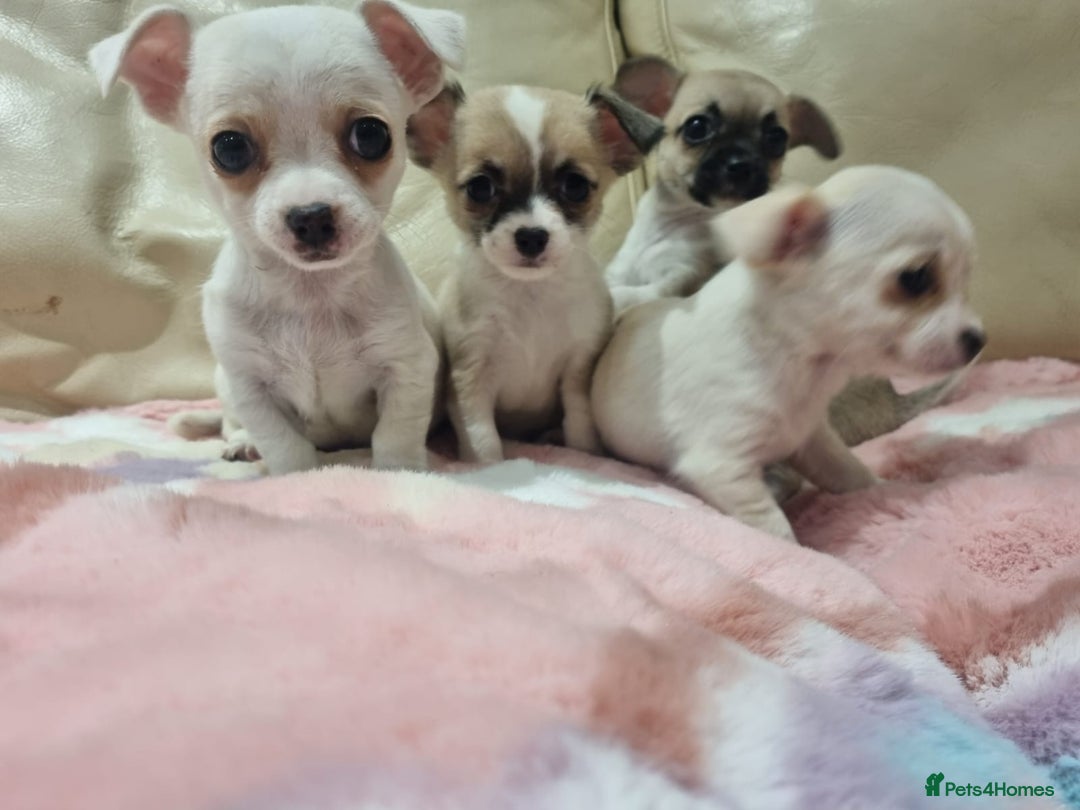 Chihuahua dogs for sale: Chihuahua puppies for sale  - Image 2
