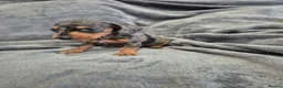 Miniature Dachshund dogs for sale: Dachsund puppies ready end of oct  - Advert 15
