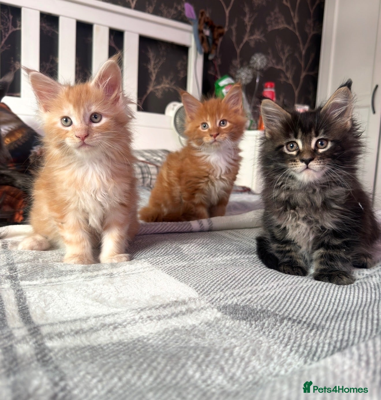 Maine Coon cats BEAUTIFUL MAINE COON KITTENS LOOKING FOR NEW HOME - Advert 4