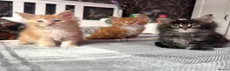 Maine Coon cats for sale: BEAUTIFUL MAINE COON KITTENS LOOKING FOR NEW HOME - Advert 30