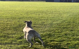 Whippet dogs for sale: KC Registered Whippet Puppies - Image 19