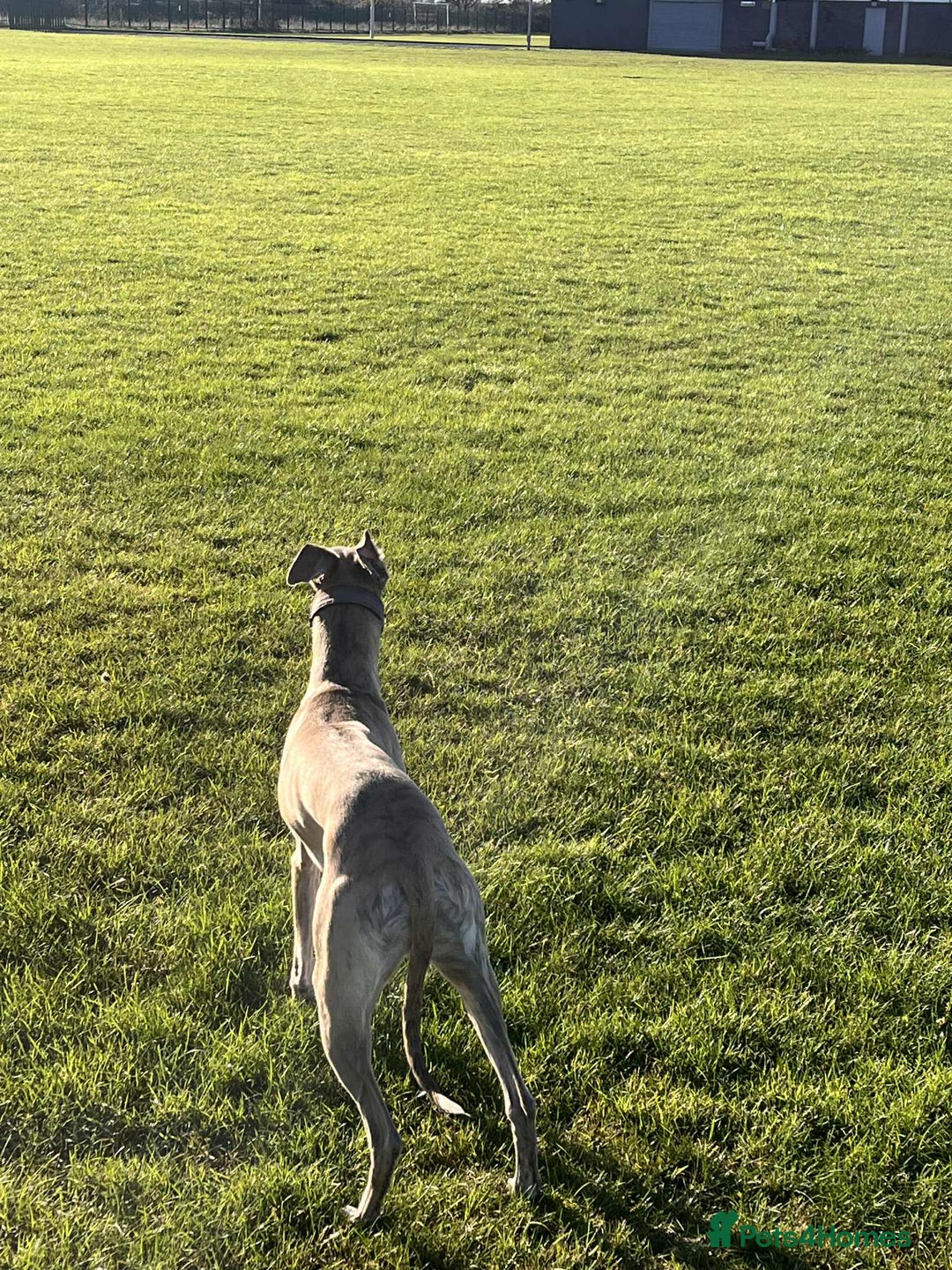 Whippet dogs for sale: KC Registered Whippet Puppies - Image 19