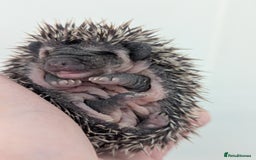 Pygmy Hedgehog rodents for sale: Gorgeous Hoglets Ready to Reserve Now - Image 7