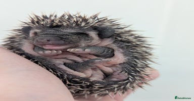 Pygmy Hedgehog rodents - Advert 8