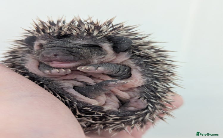 Pygmy Hedgehog rodents - Advert 5