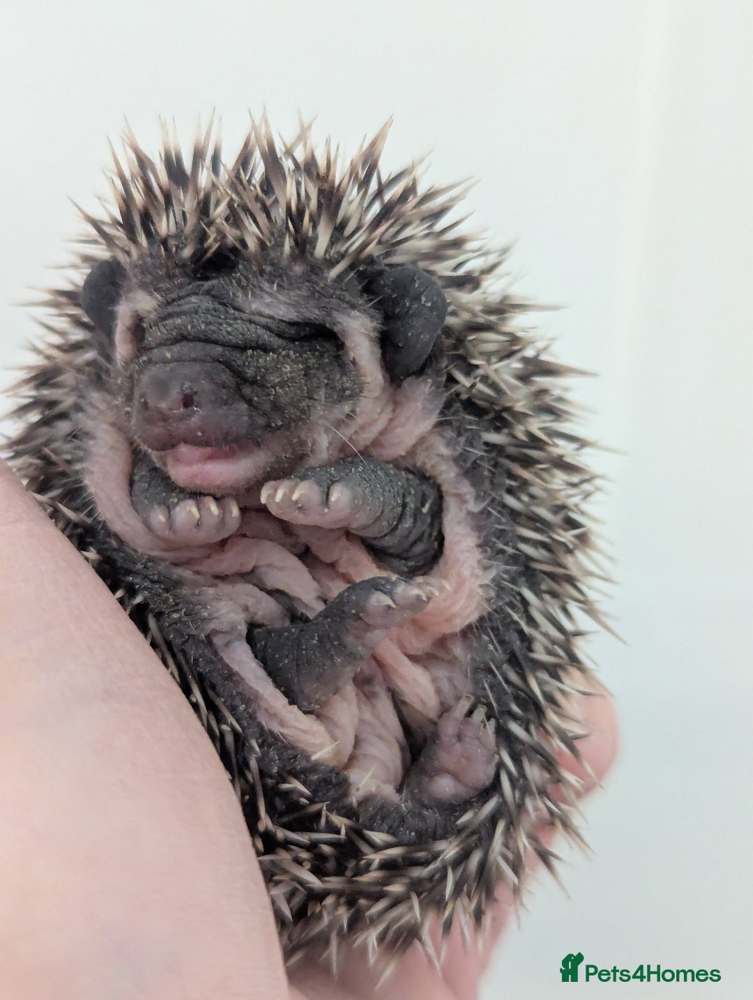 Pygmy Hedgehog rodents for sale: Gorgeous Hoglets Ready to Reserve Now - Image 7